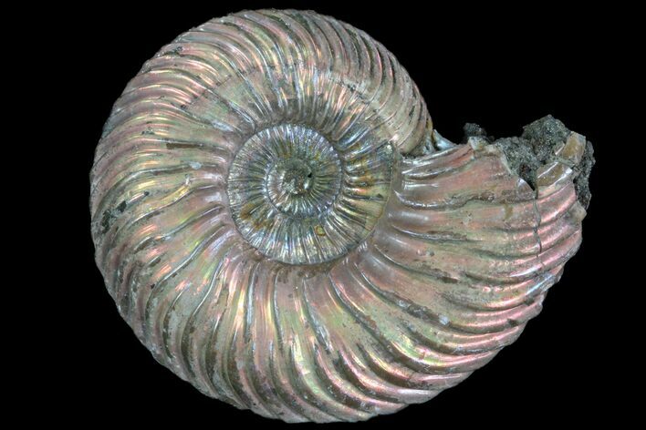 Iridescent Ammonite (Quenstedticeras) Fossil With Pyrite #78487